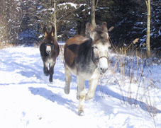 Eddi und Camillo rennen